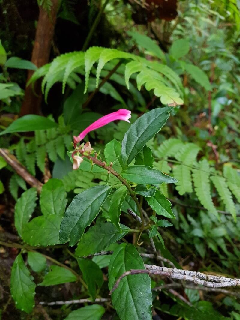 Scutellaria isocheila flower