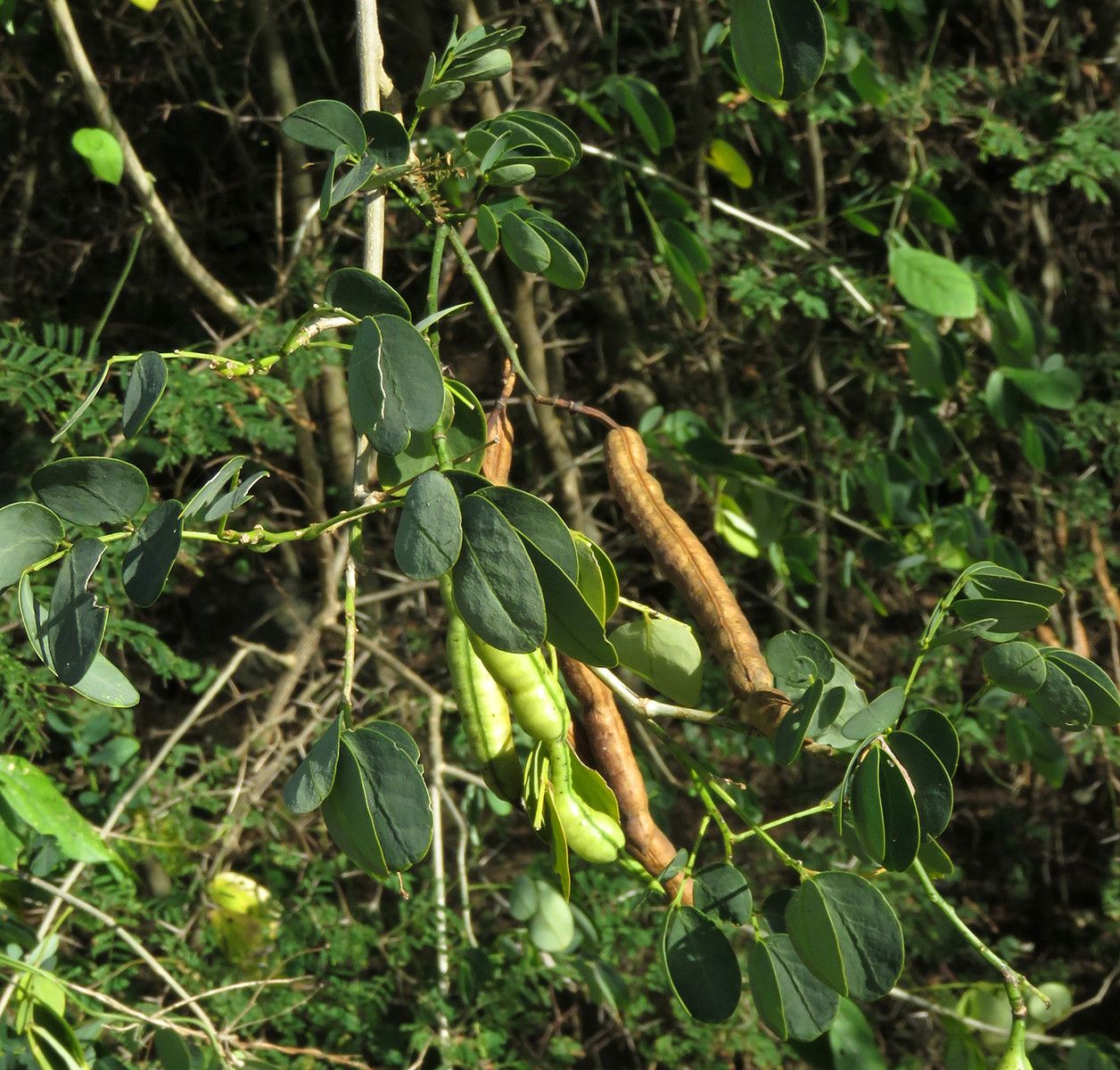 Senna bicapsularis fruit