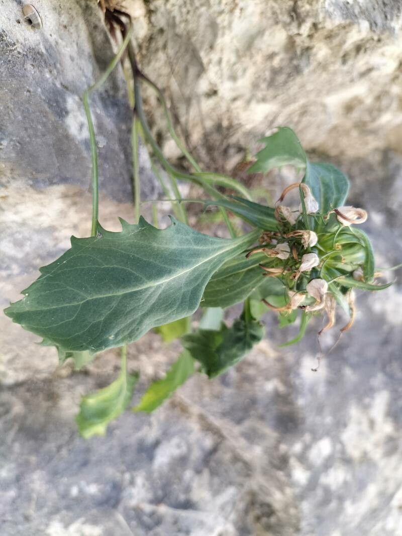 Phyteuma charmelii leaf