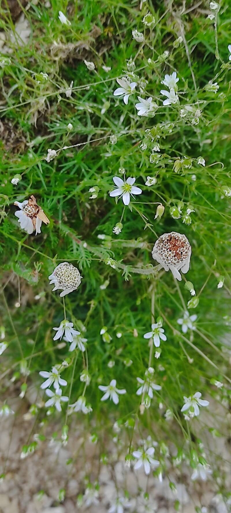 Sabulina austriaca fruit