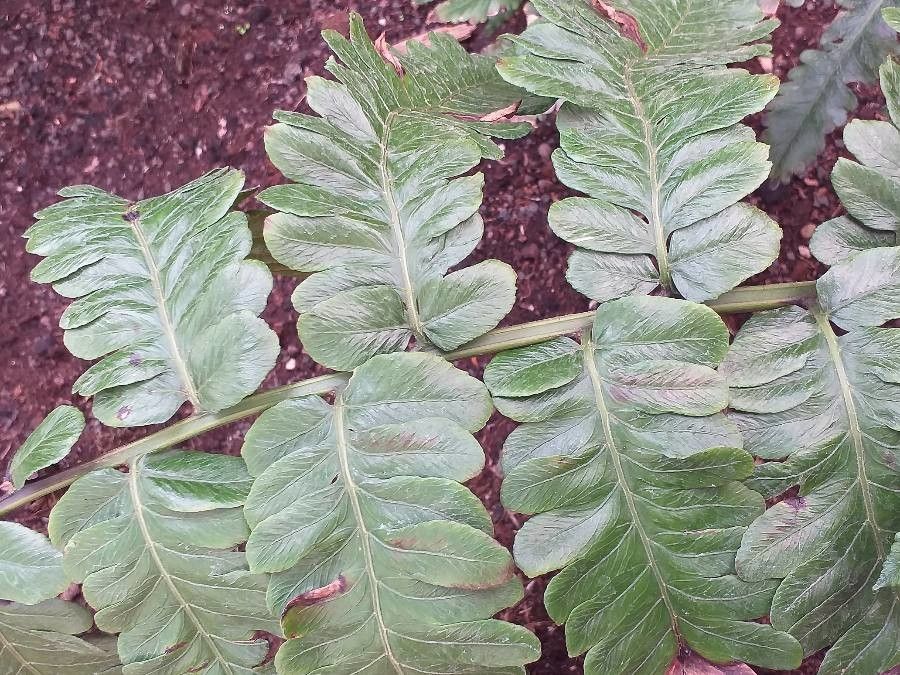 Deparia lancea — related species from the same genus