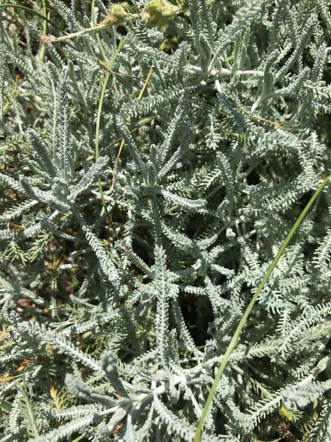 Santolina neapolitana — search result for 'Santolina'