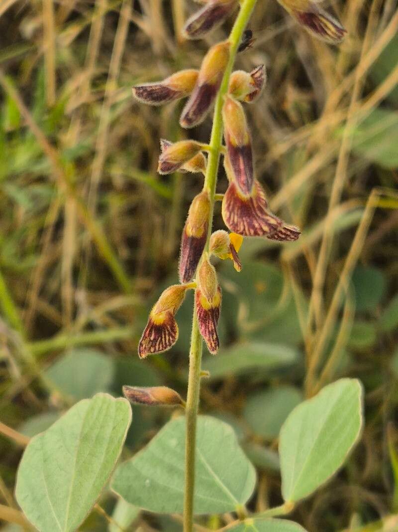 Rhynchosia sublobata flower
