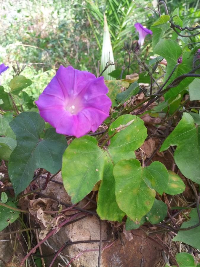 Convolvulus betonicifolius — search result for 'Convolvulus'