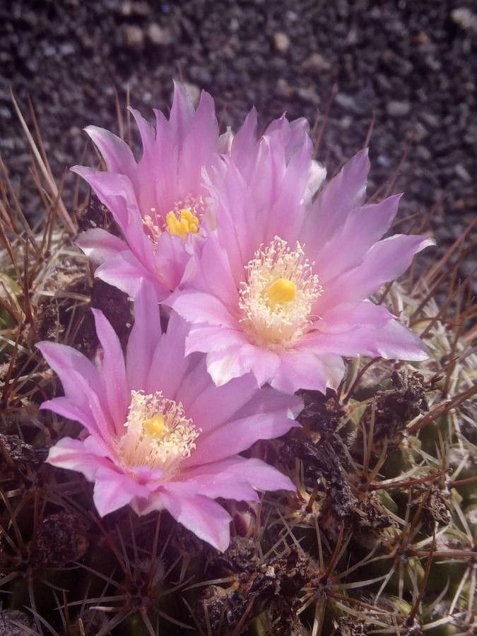 Thelocactus conothelos flower
