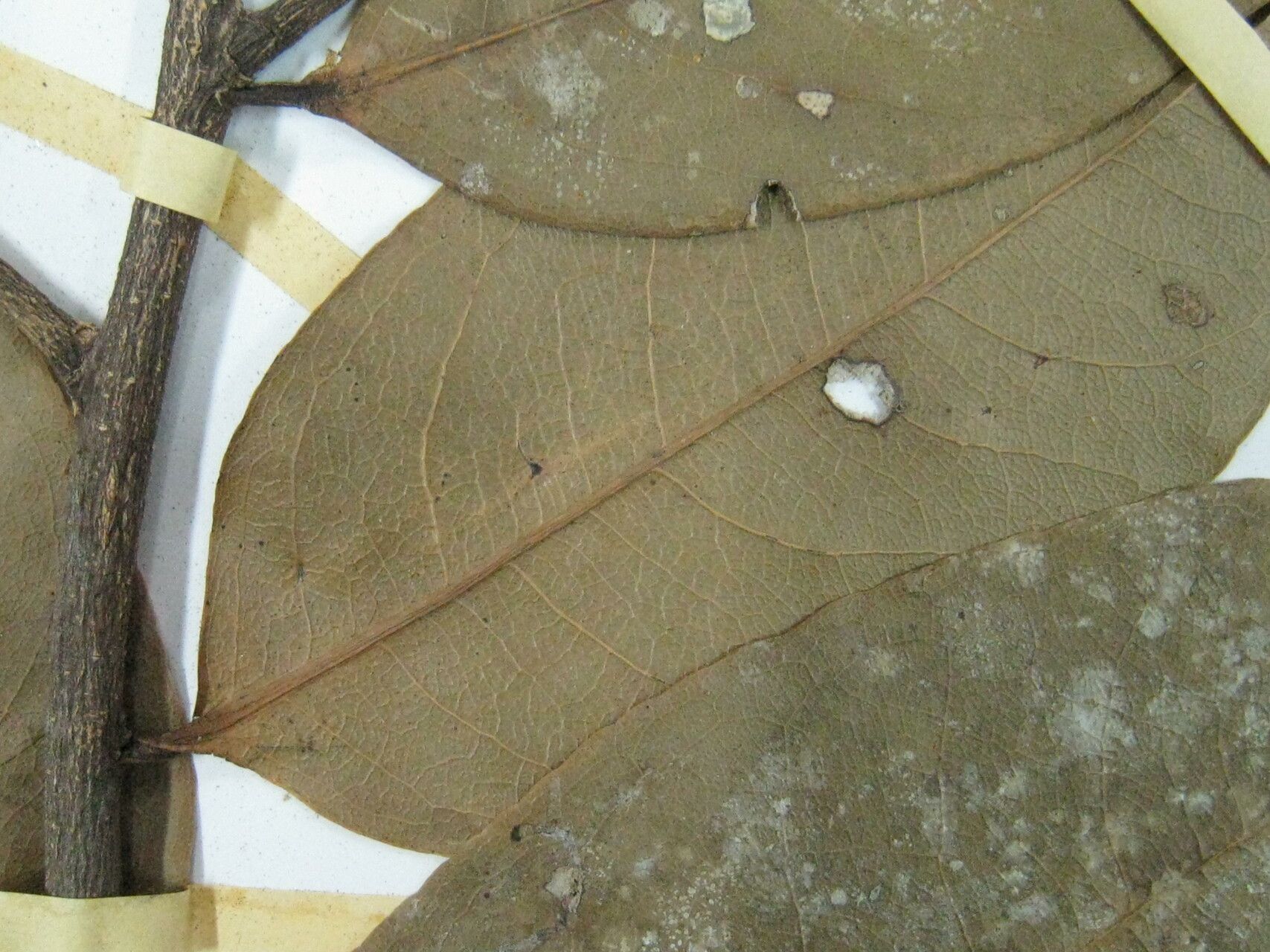 Eschweilera laevicarpa other