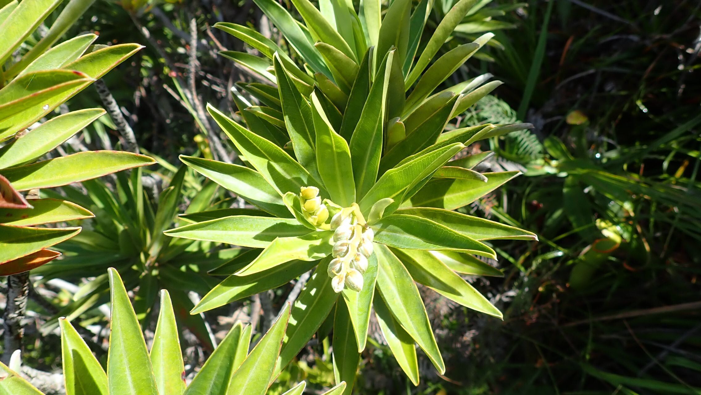 Hibbertia moratii habit
