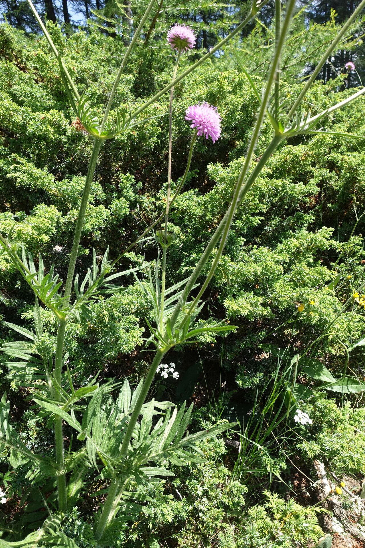 Knautia timeroyii habit