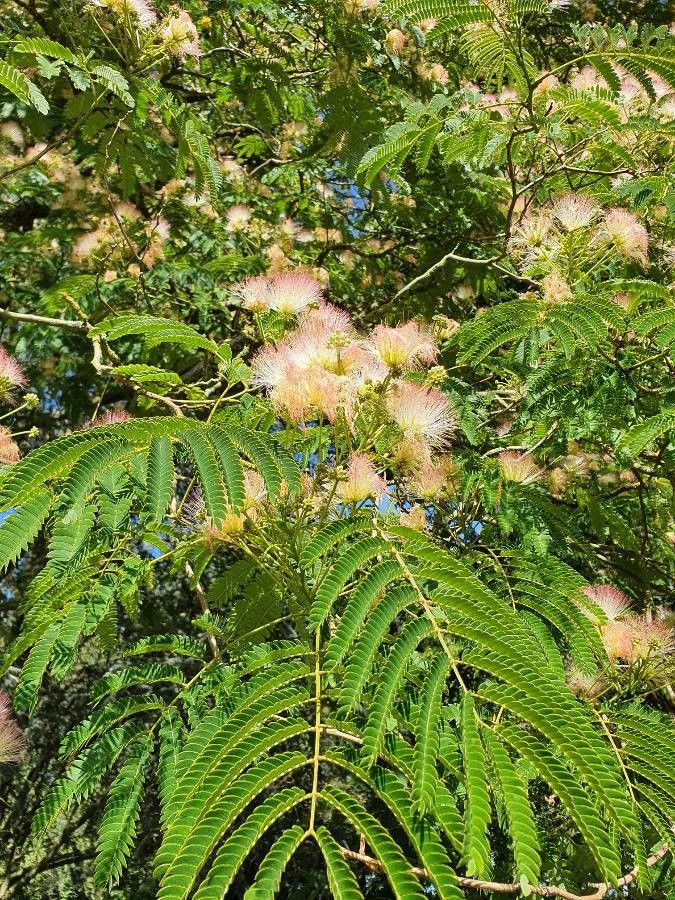 Albizia vaughanii flower