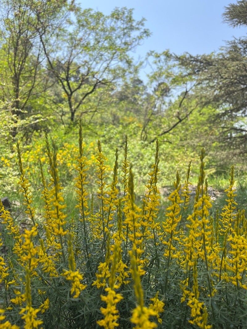 Genista tricuspidata flower
