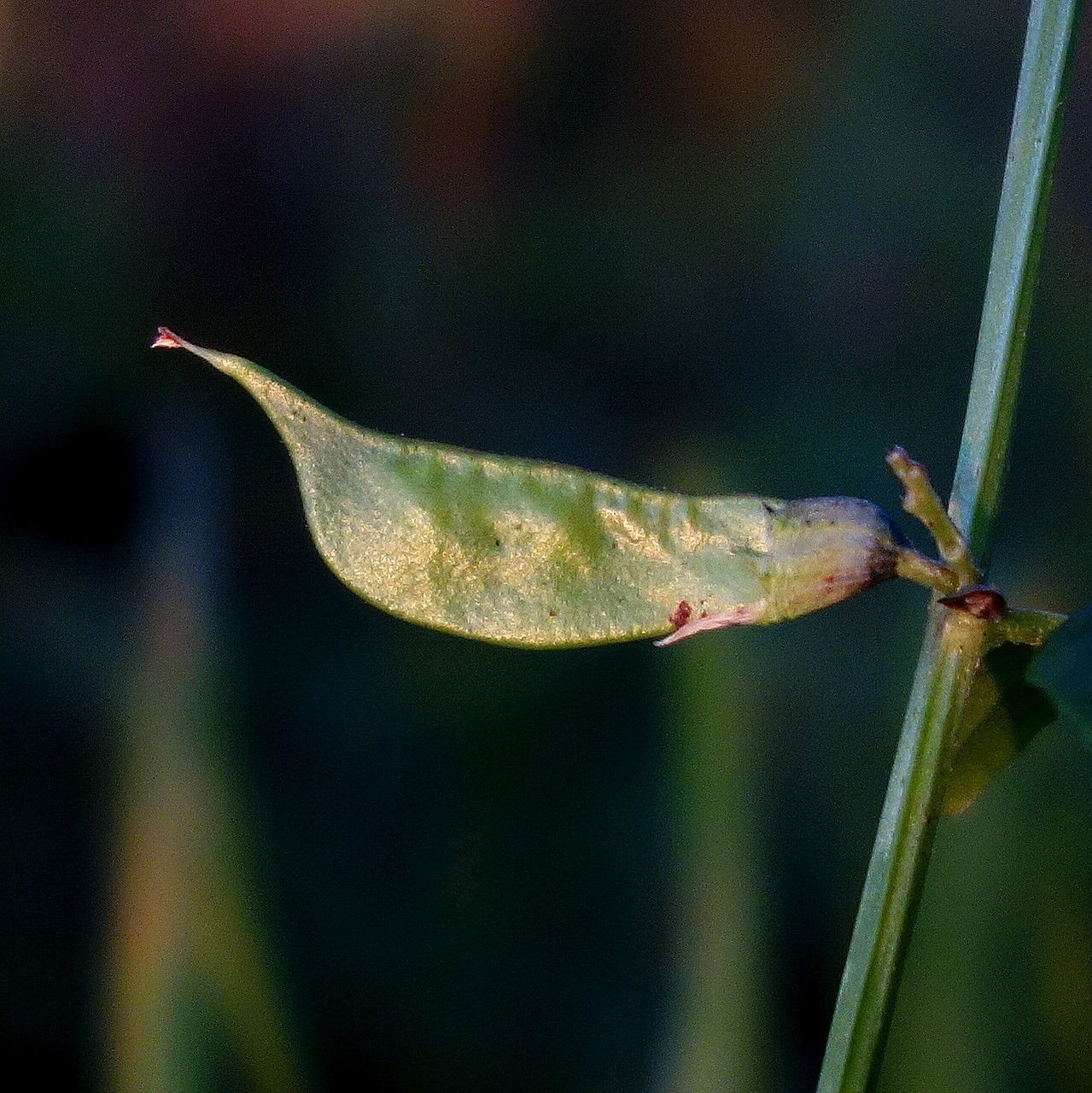 Vicia sepium fruit
