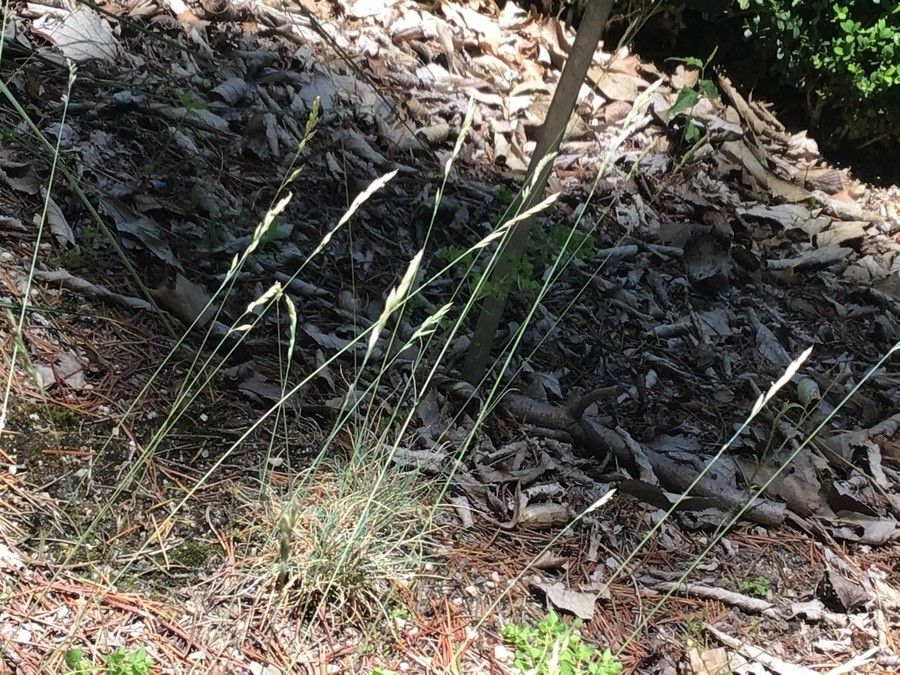 Festuca brigantina fruit