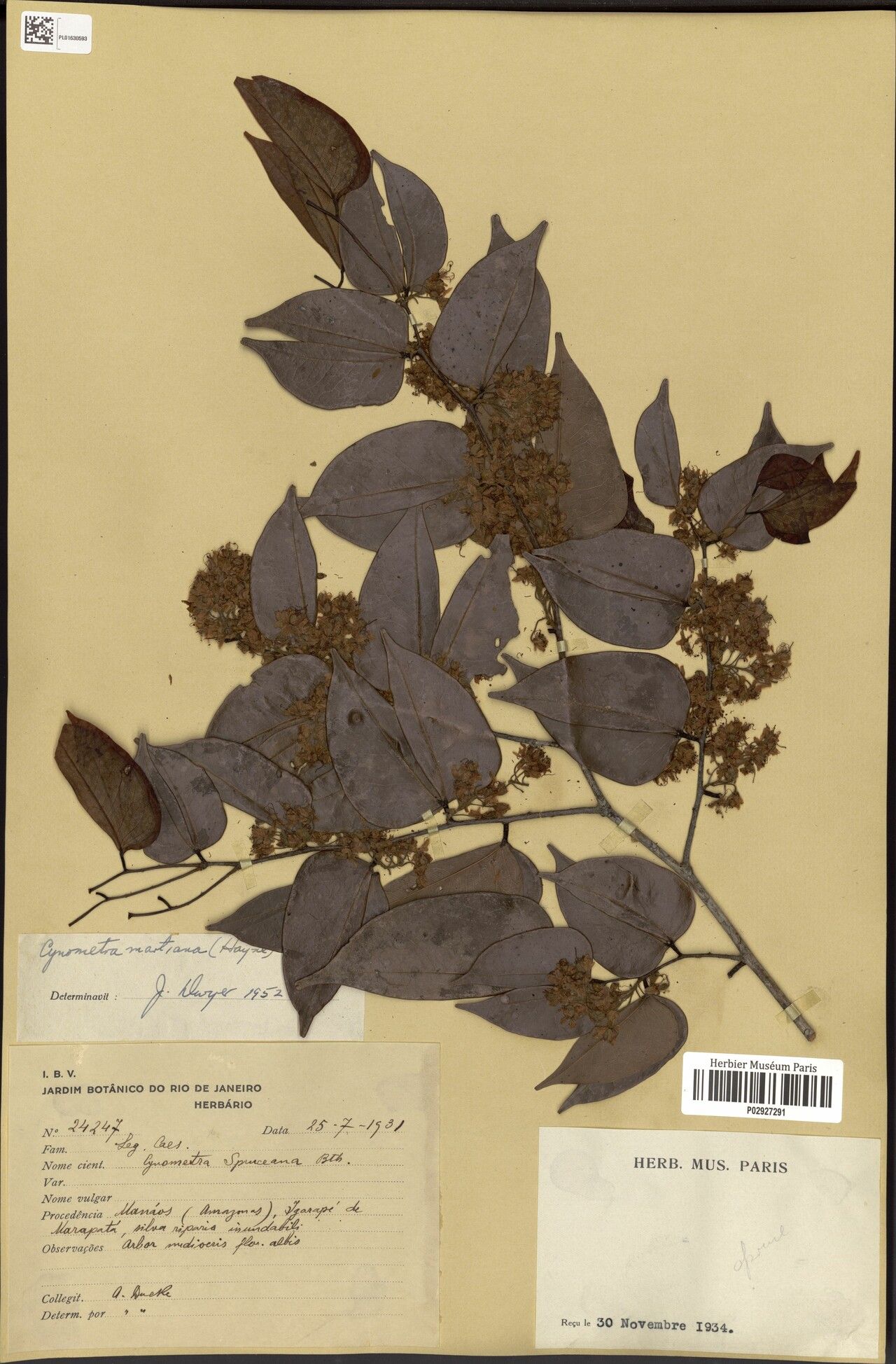 Cynometra longicuspis — houseplant care guide