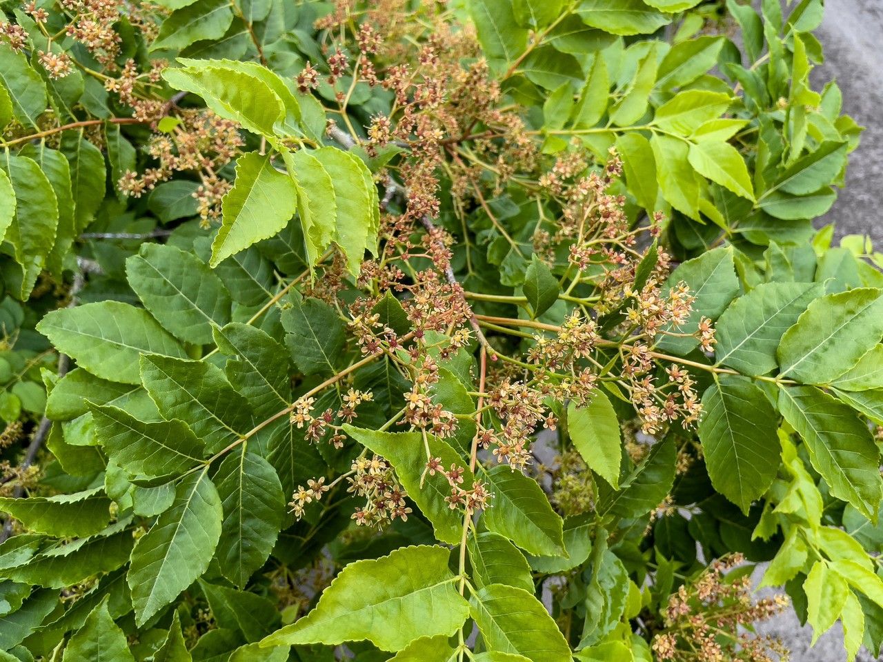 Picrasma quassioides leaf
