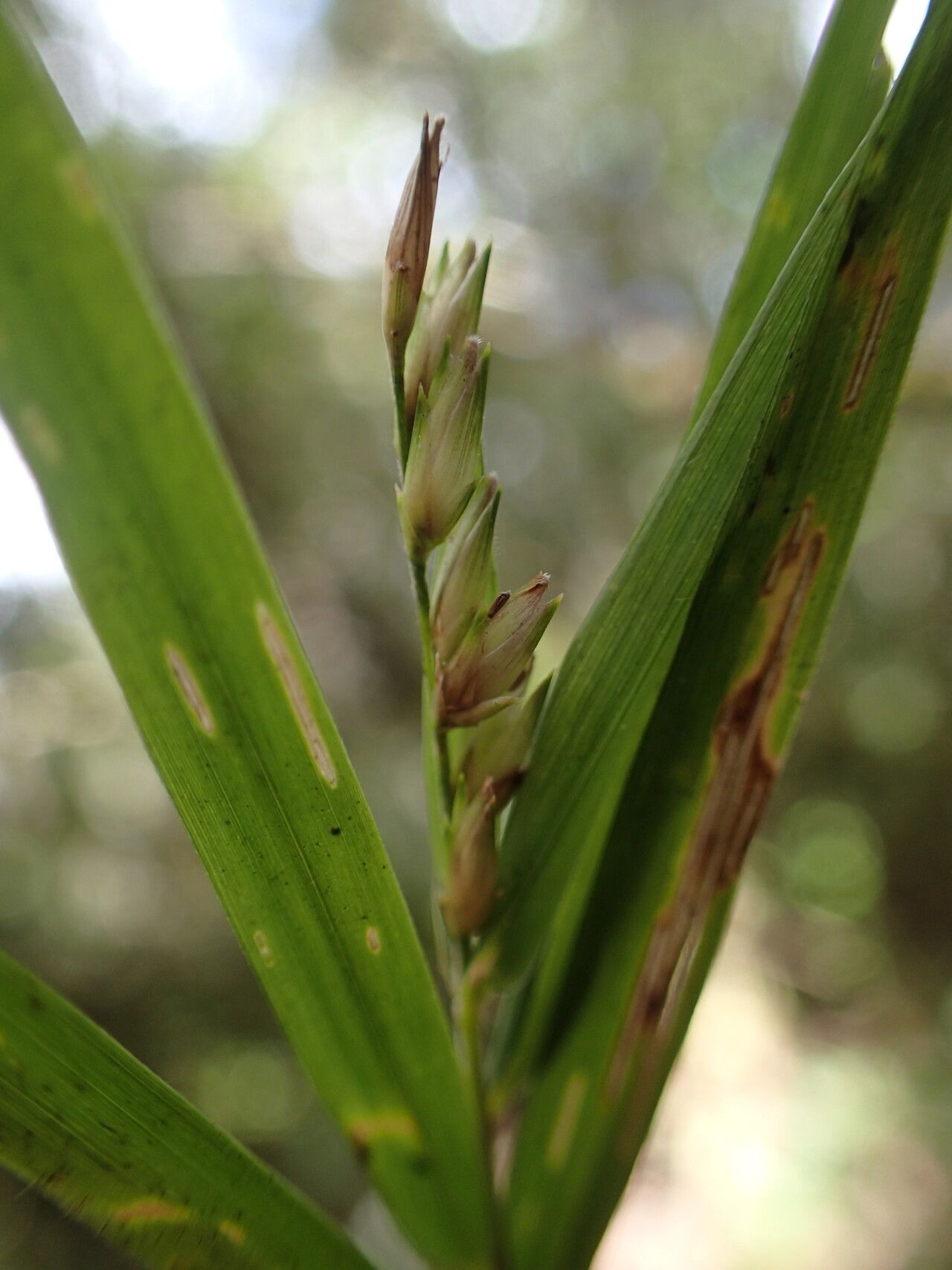 Nastus perrieri fruit