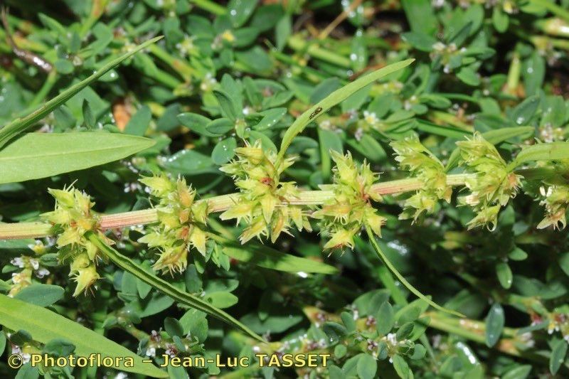 Rumex × callianthemus — houseplant care guide