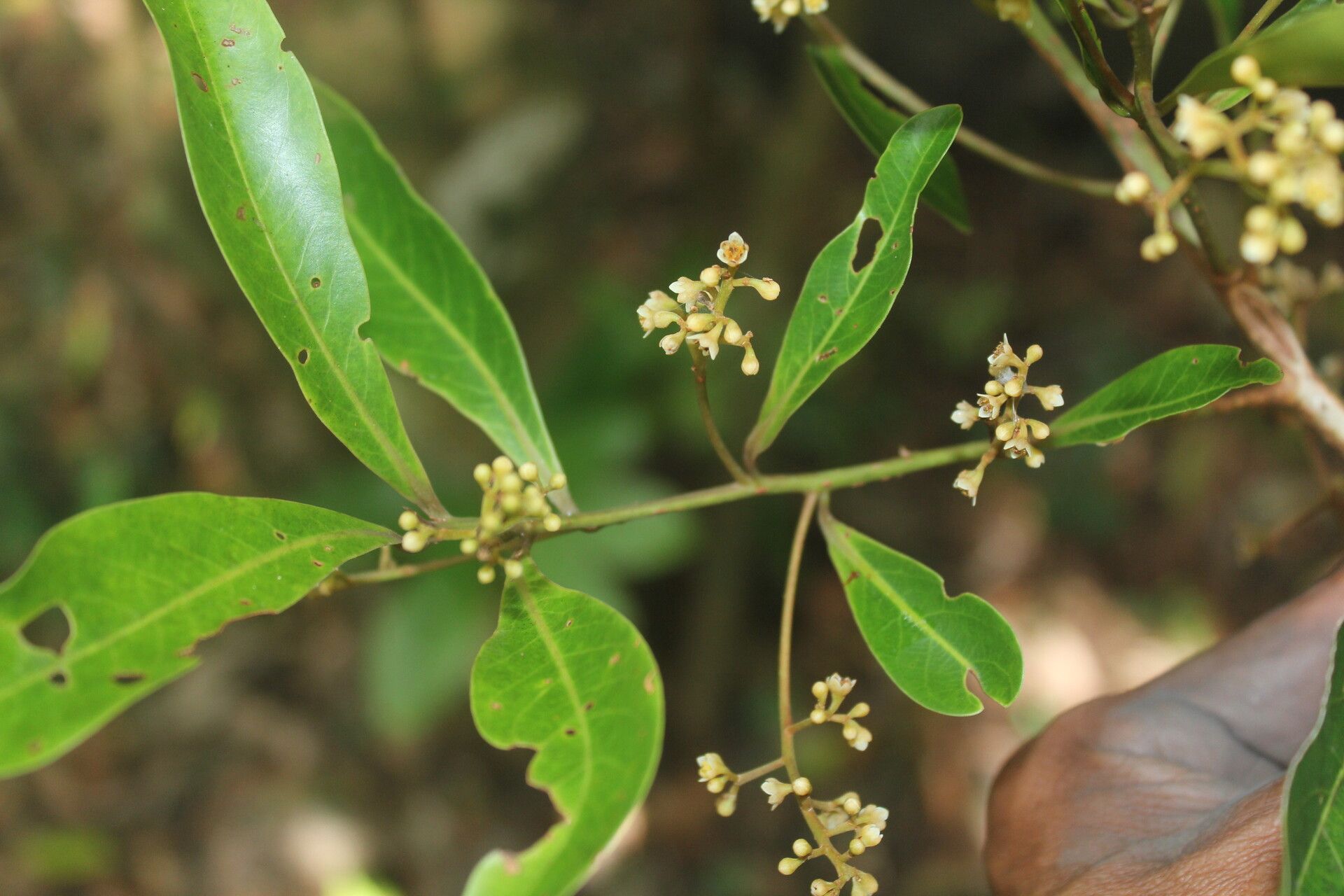 Nectandra turbacensis flower