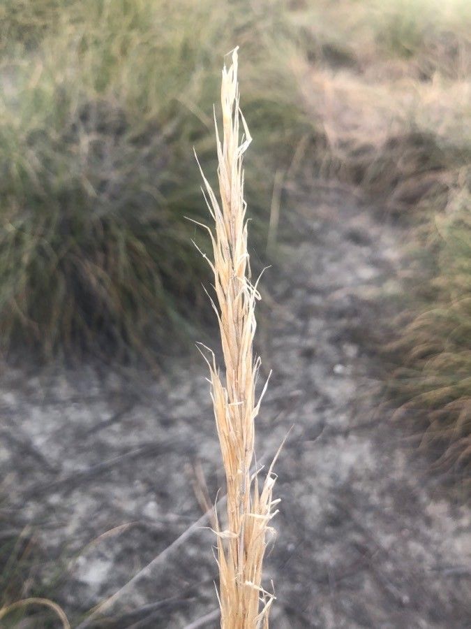 Macrochloa tenacissima fruit
