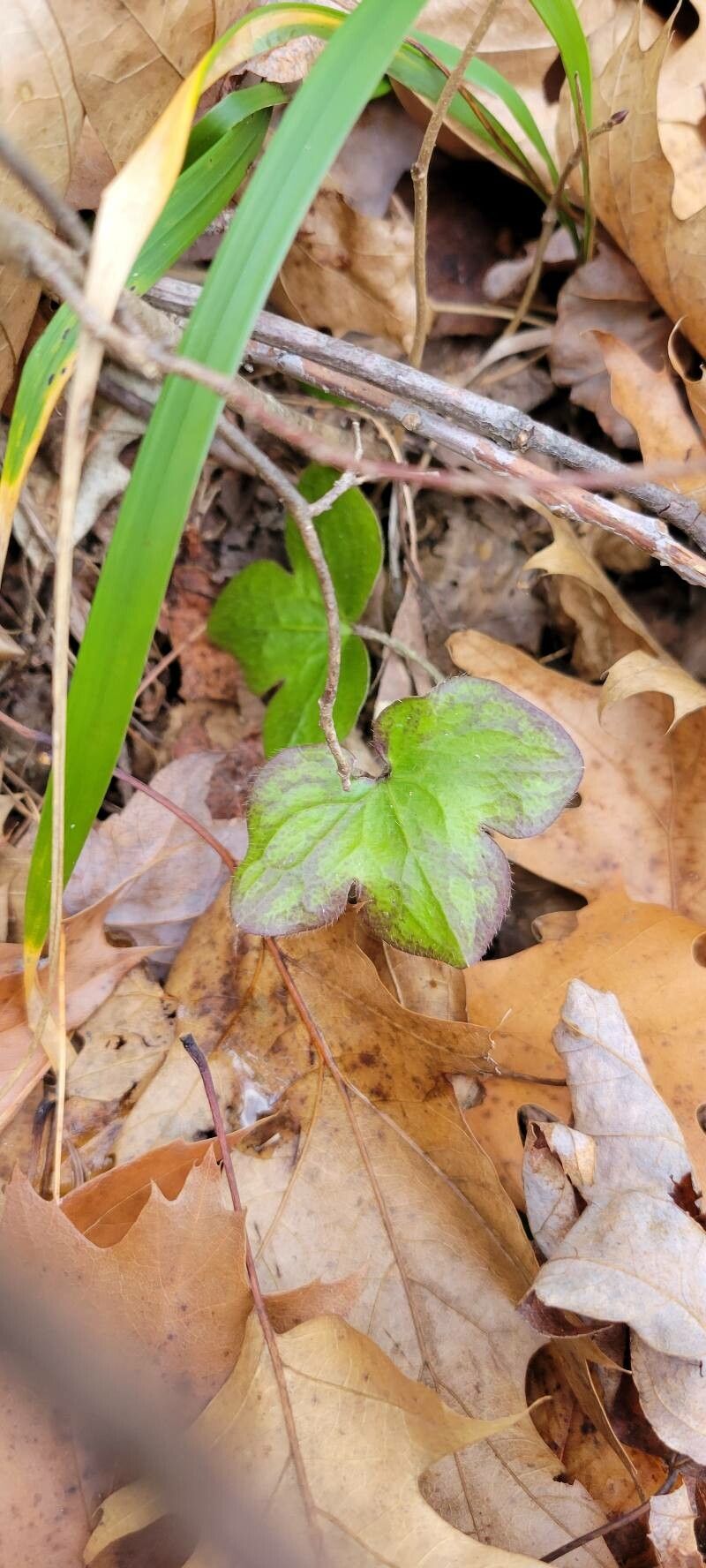 Hepatica nobilis — houseplant care guide