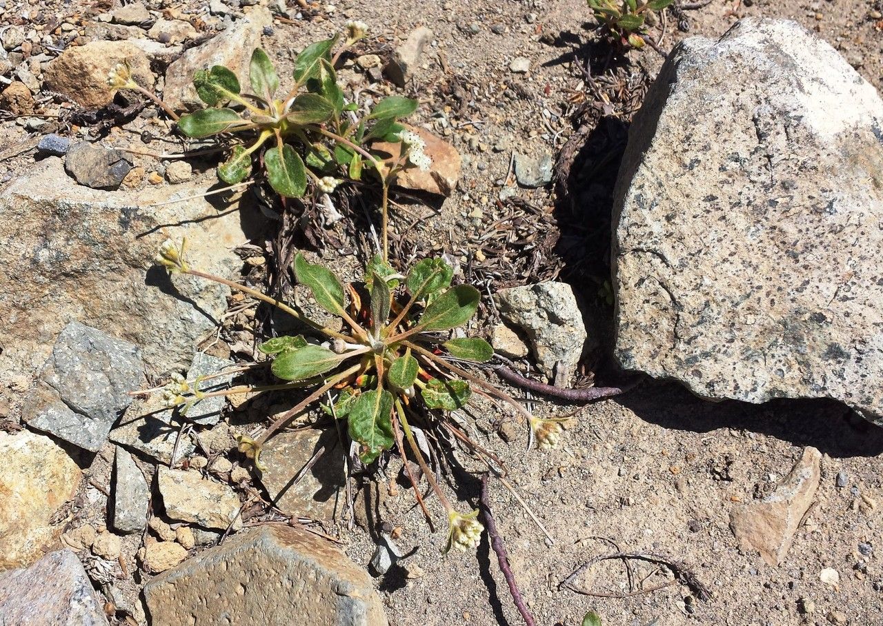Eriogonum pyrolifolium habit