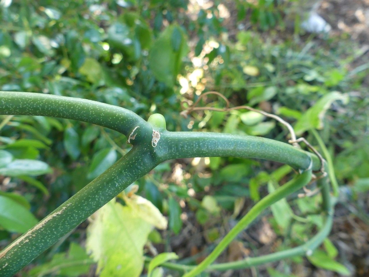 Cissus microdonta bark