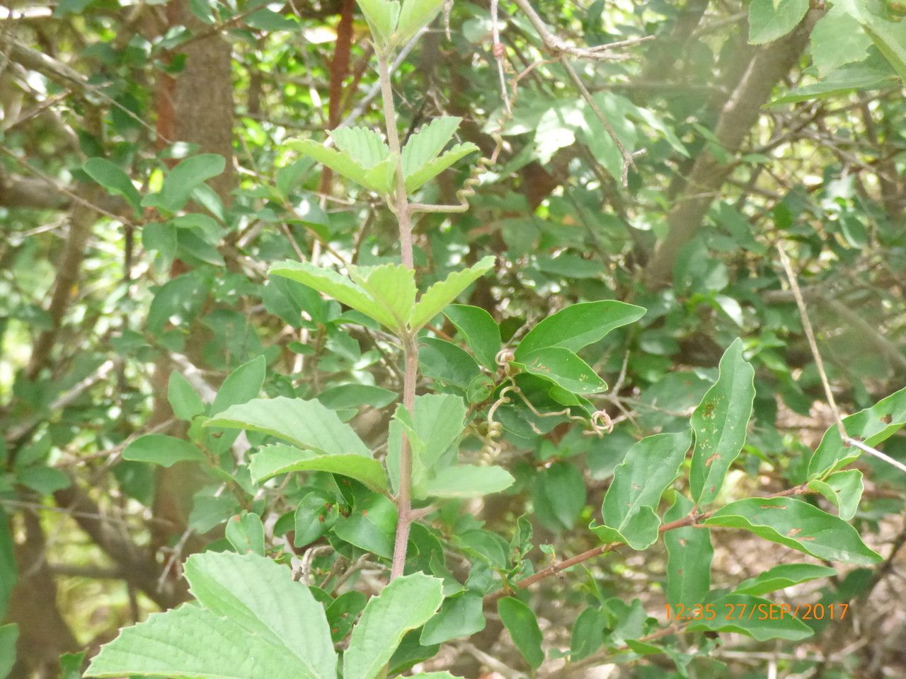 Cyphostemma vogelii — search result for 'Cyphostemma'