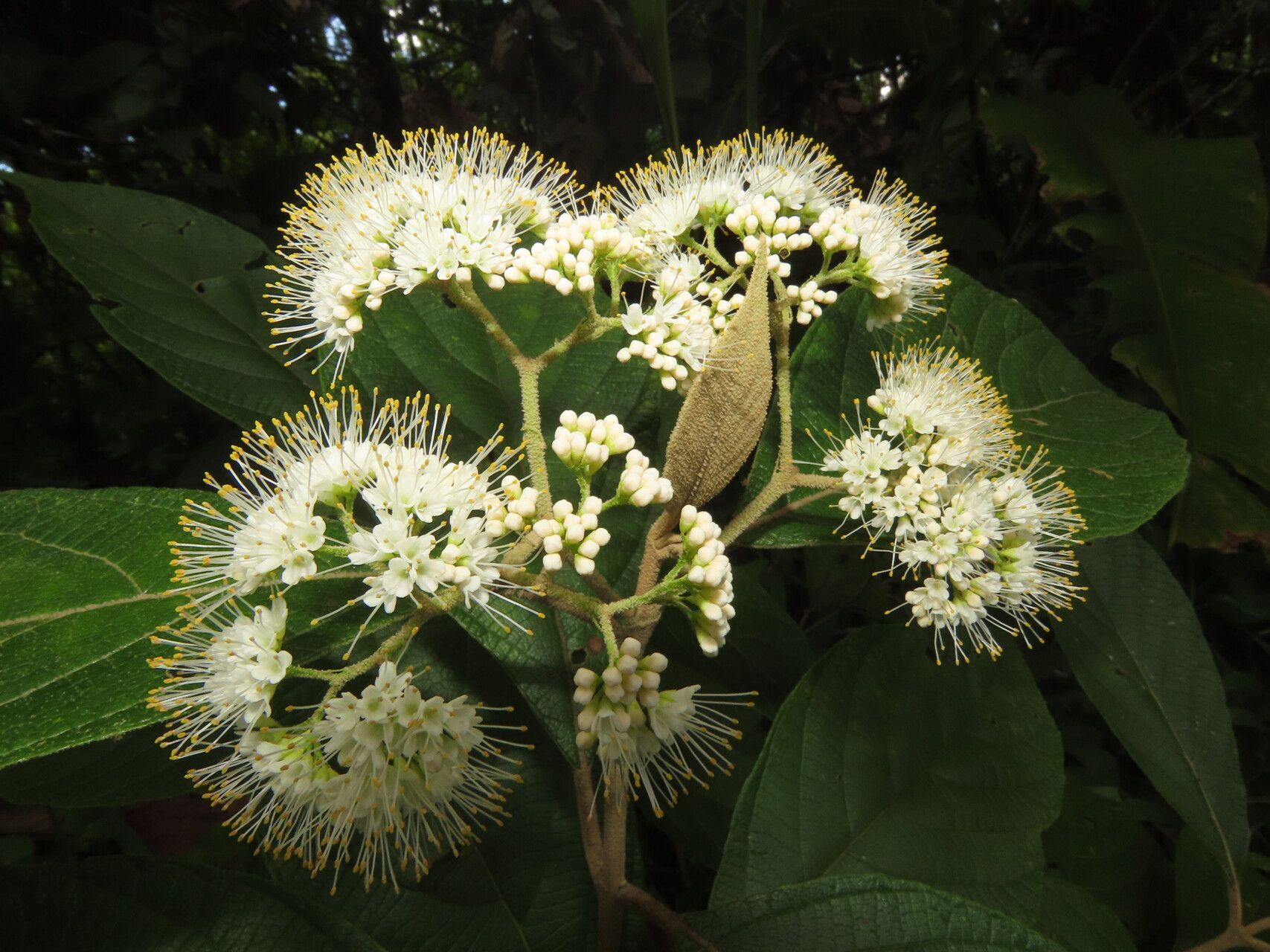 Callicarpa acuminata flower