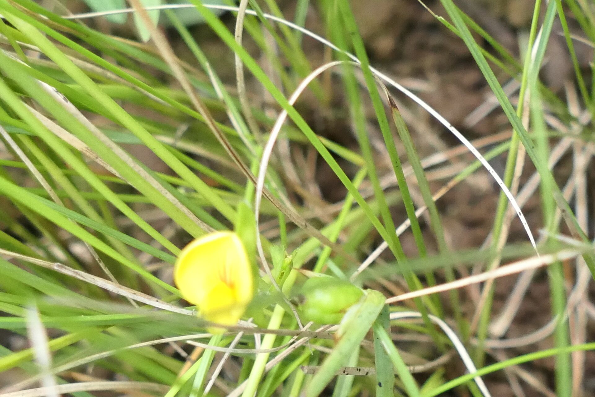 Zornia capensis habit