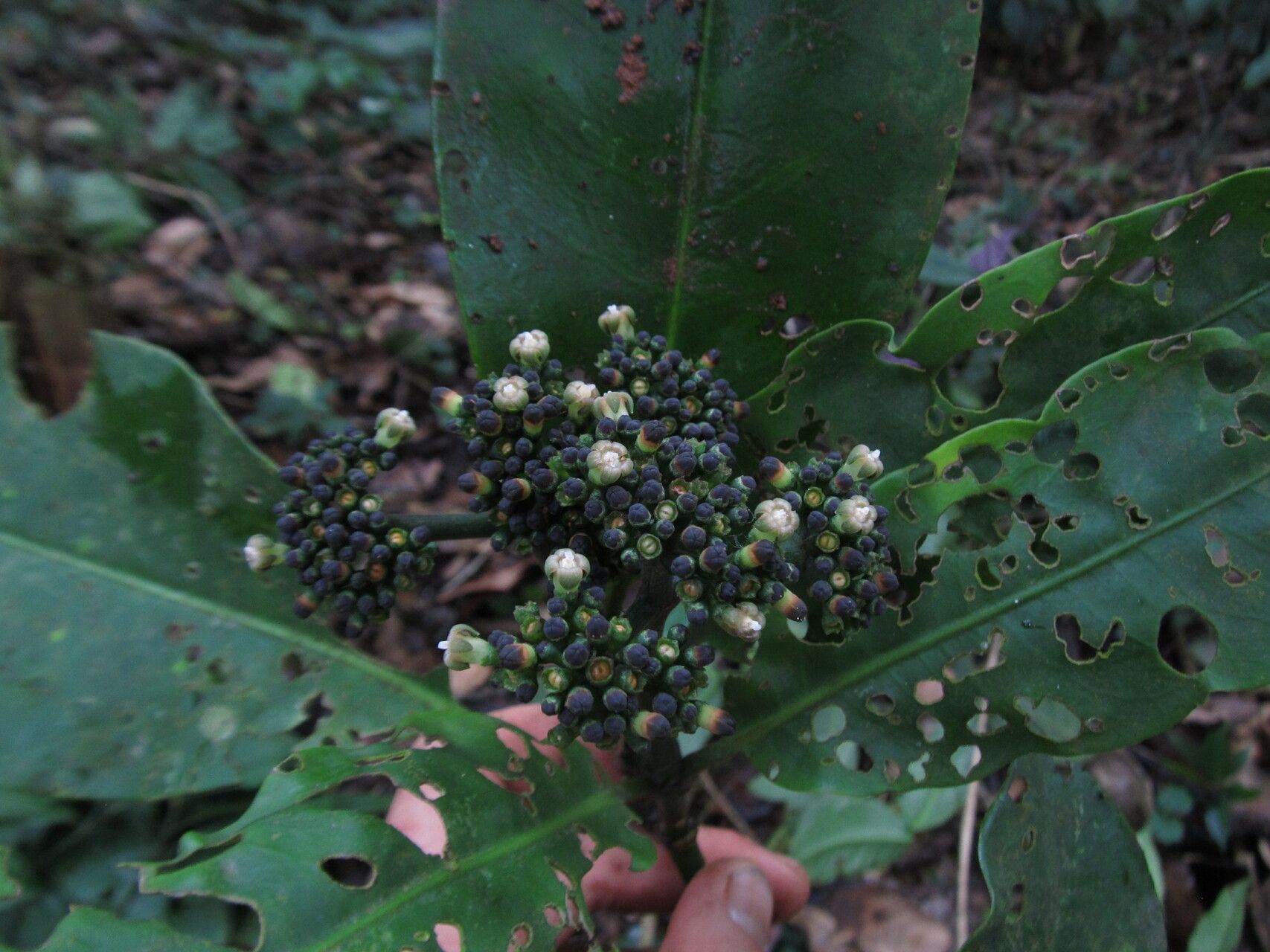 Psychotria sycophylla flower