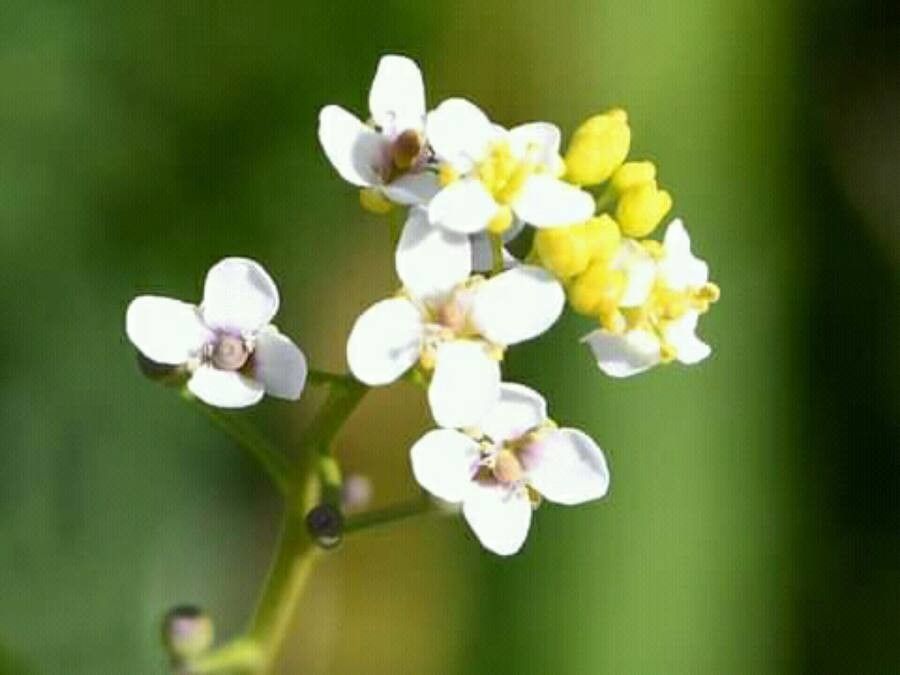 Crambe hispanica flower