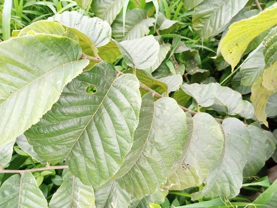 Milicia excelsa — soil improver houseplant