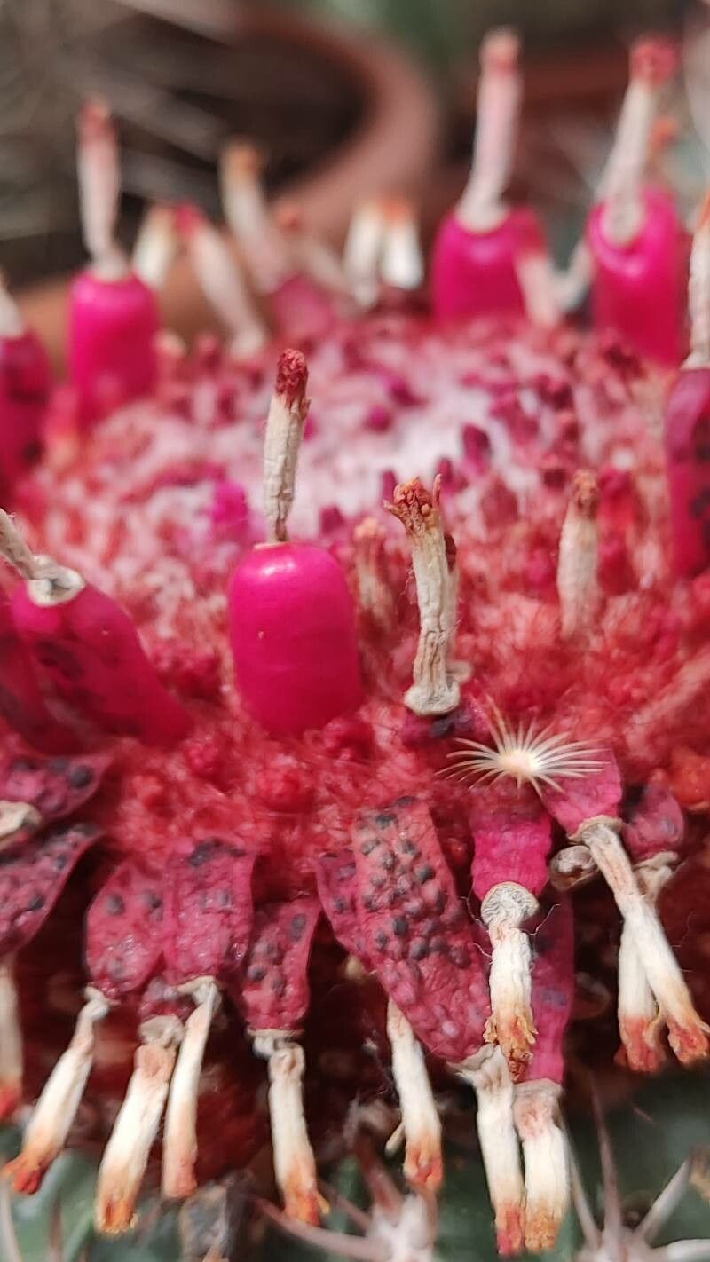Ferocactus pilosus fruit