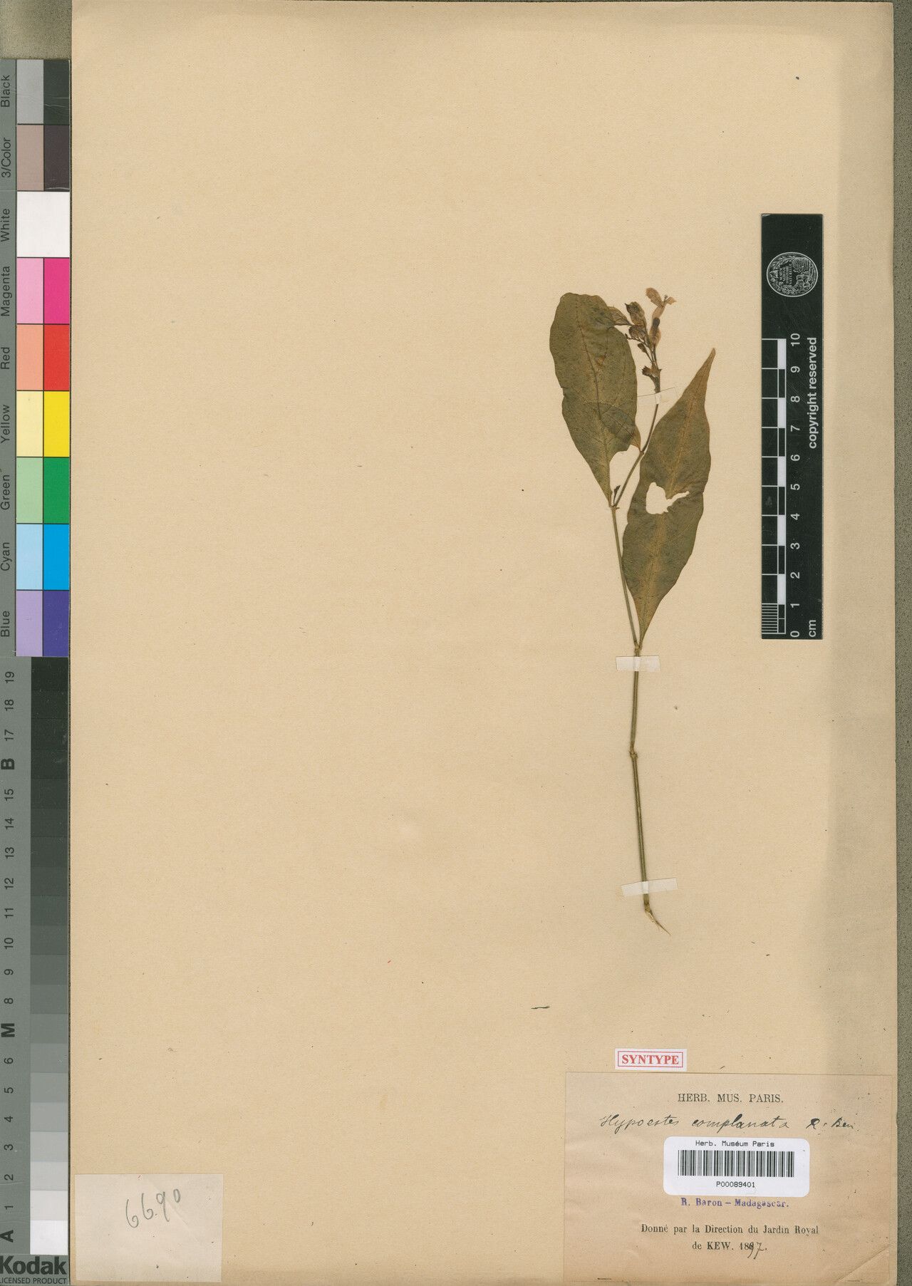 Hypoestes complanata — houseplant care guide