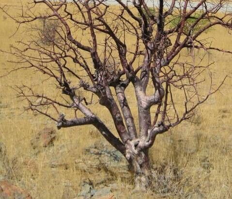 Commiphora multijuga habit