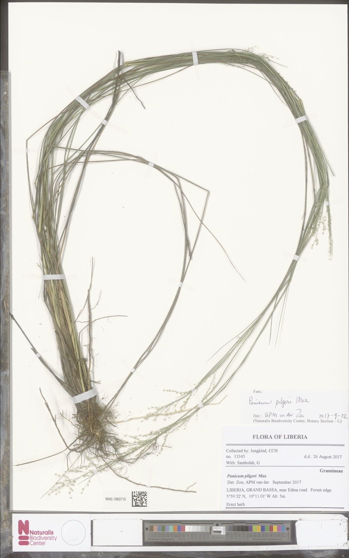 Panicum congoense — houseplant care guide