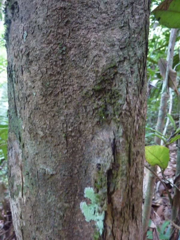 Hirtella hispidula bark