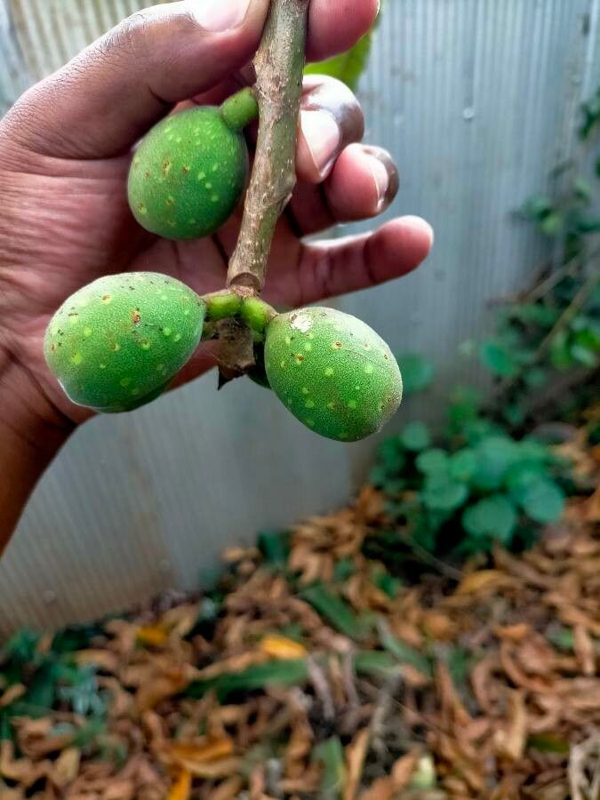 Ficus laurifolia — houseplant care guide