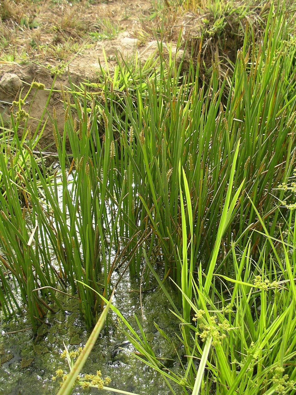 Eleocharis decoriglumis habit