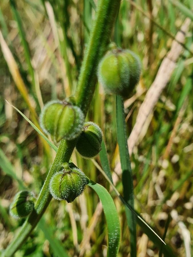 Priva curtisiae fruit