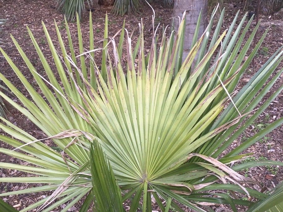 Trithrinax brasiliensis — search result for 'Arecaceae'
