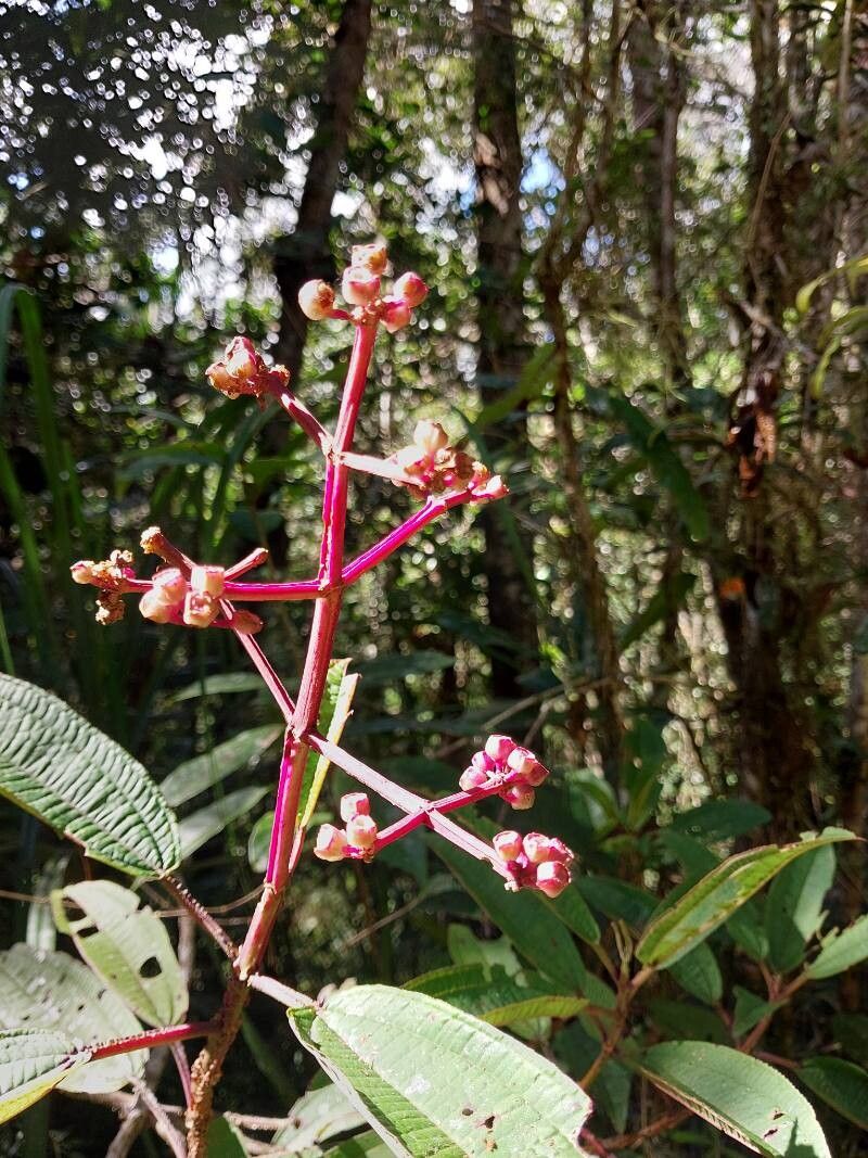 Dichaetanthera arborea flower