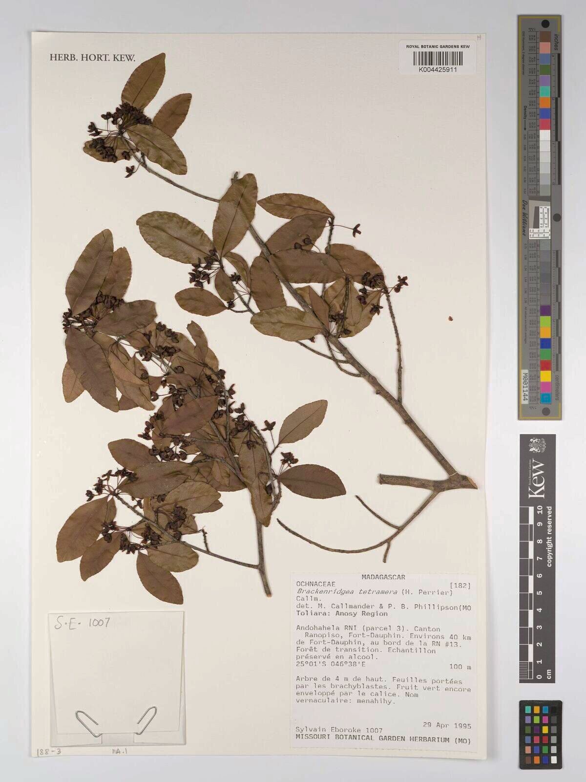 Brackenridgea tetramera — related species from the same genus