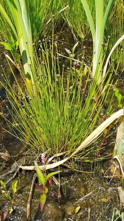 Eleocharis ovata habit