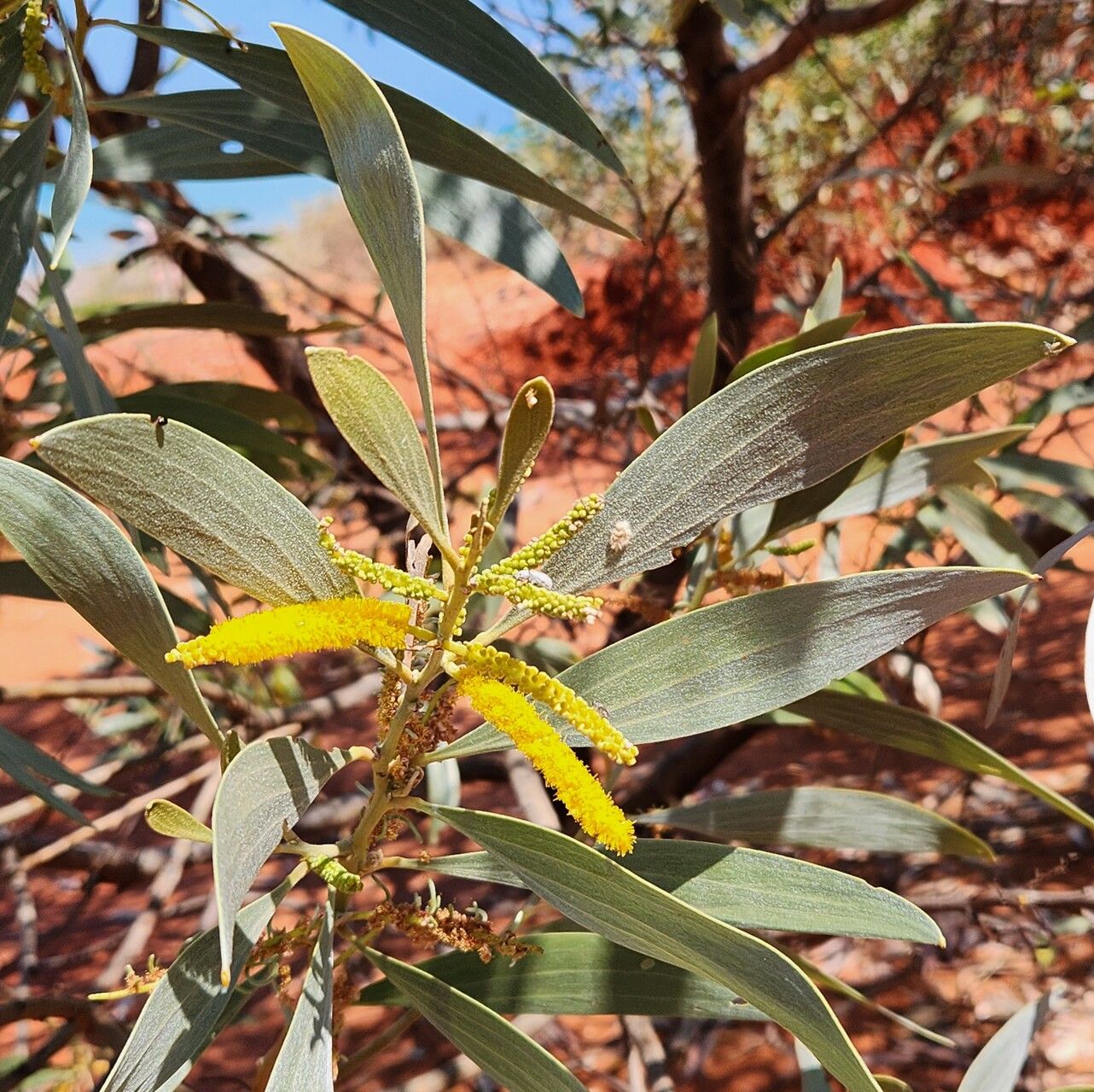 Acacia colei flower