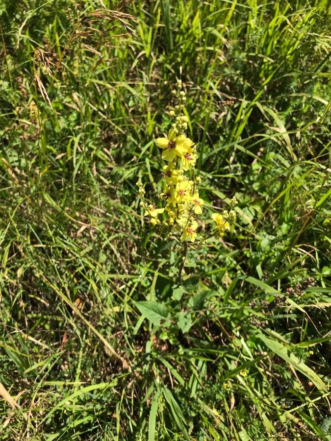 Verbascum austriacum habit