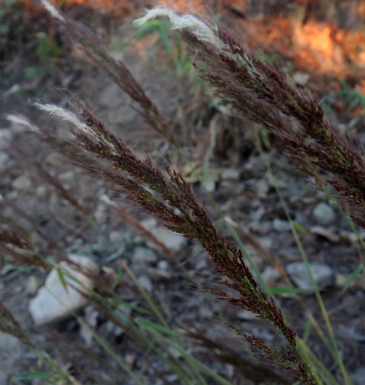Sorghastrum incompletum — related species from the same genus