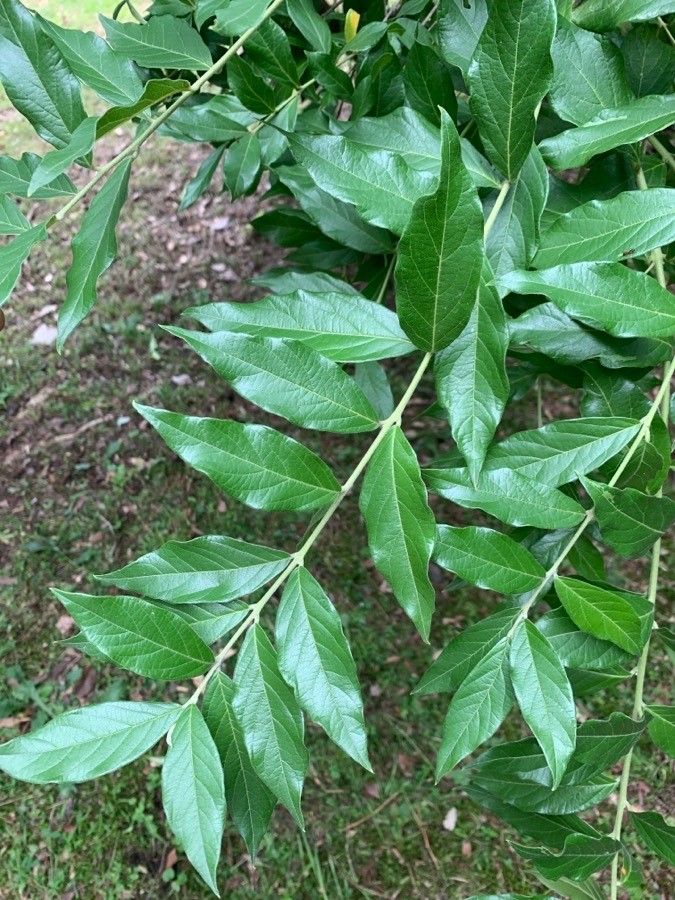 Combretum erythrophyllum leaf