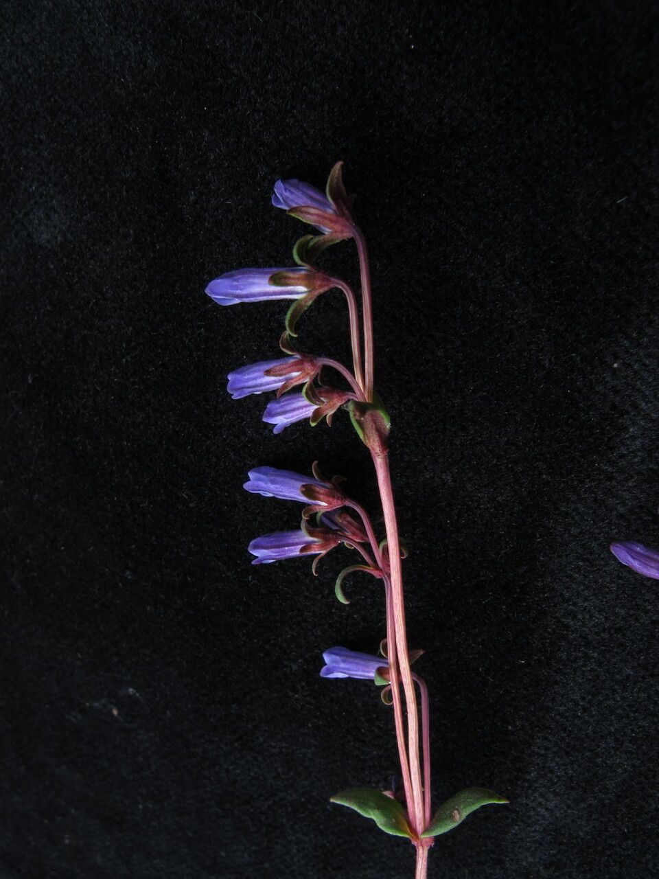 Gentianella angustiflora — related species from the same genus