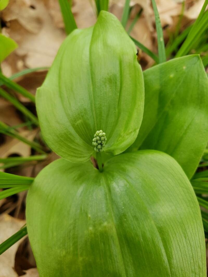 Maianthemum canadense flower