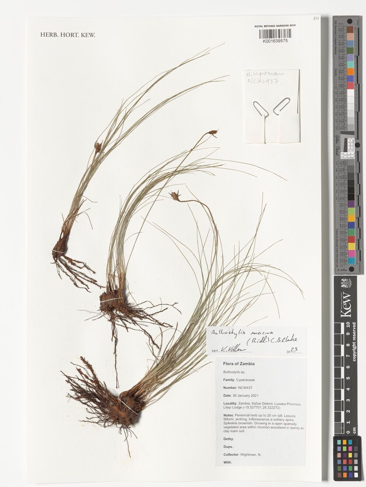 Bulbostylis macra — houseplant care guide